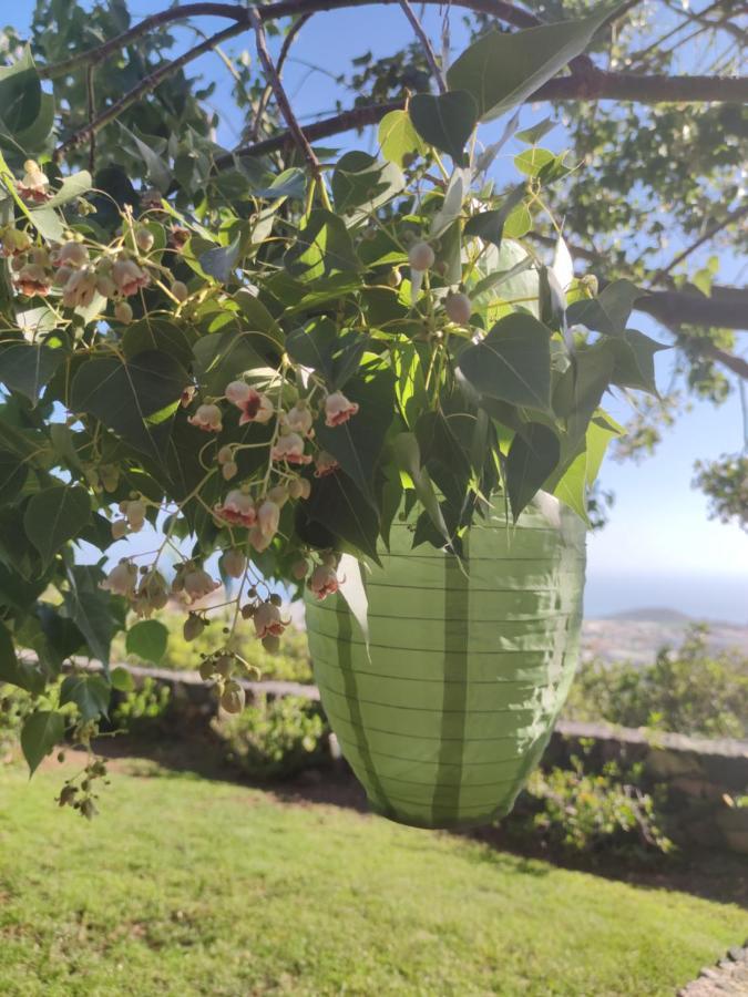 Villa Torres Los Llanos De Aridane Eksteriør billede